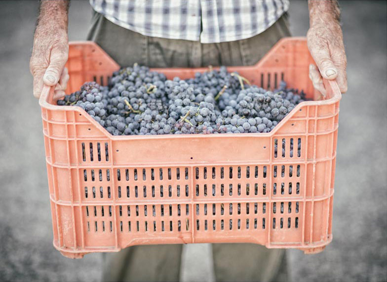 Una cesta dell’uva raccolta dai soci di Cantina i vini di Maremma che verrà trasformata in un vino tipico toscano