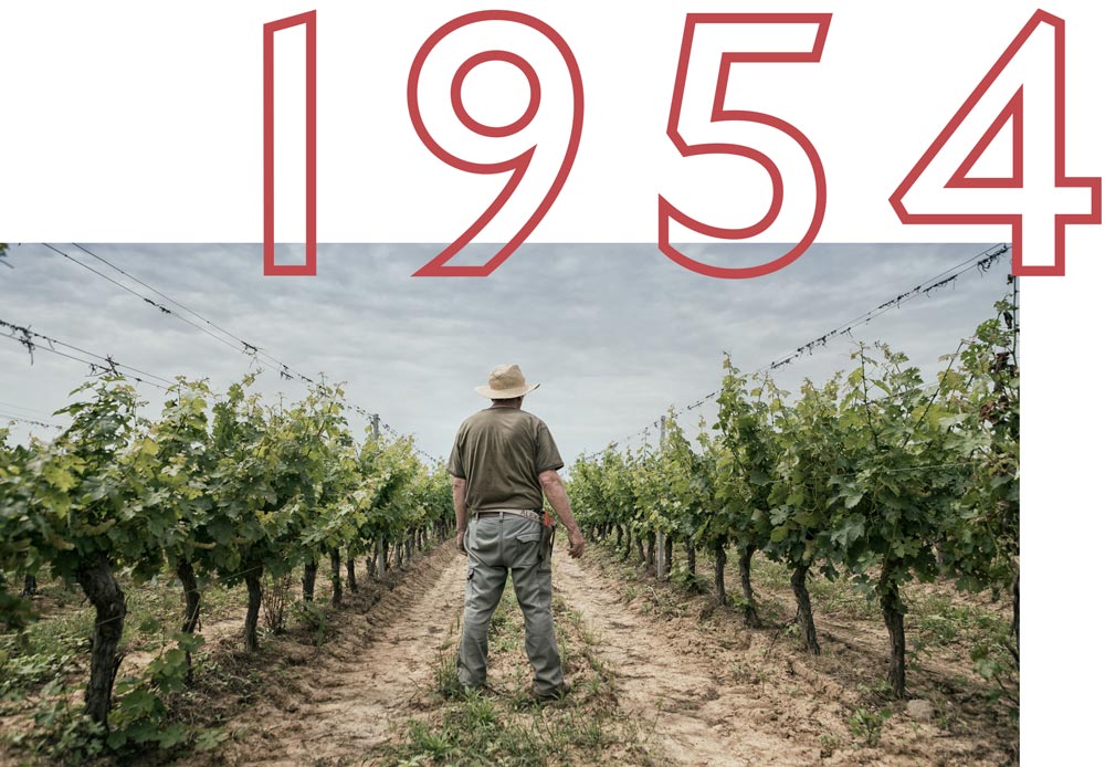Cantina i vini di Maremma nasce nel 1954 per tutelare il territorio e i soci