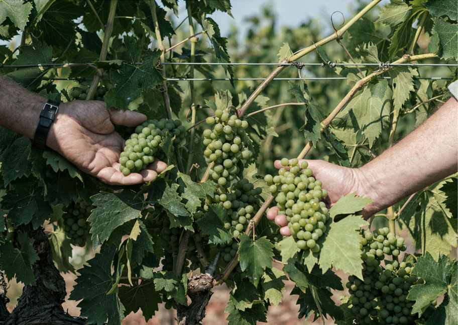 Organic grapes that grow in the vineyards of the winery Cantina i vini di Maremma